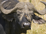 Cape Buffalo with a Yellow-Billed Oxpecker, Kenya Photographic Print by Joe Restuccia III