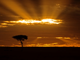 Sunrise, Maasai Mara, Kenya Photographic Print by Joe Restuccia III