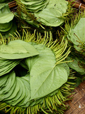 Betel Leaves (Piper Betle) Used to Make Quids for Sale at Market, Myanmar Photographic Print by Jay Sturdevant