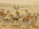 Impalas Roaming the Fields, Maasai Mara, Kenya Photographic Print by Joe Restuccia III