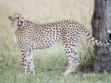 Adult Male Cheetah by Tree, Masai Mara, Kenya Lámina fotográfica por Arthur Morris