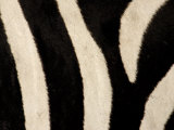 Close-up of Zebra Stripes, Masai Mara, Kenya Photographie par Arthur Morris