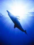 Atlantic Spotted Dolphins, Bimini, Bahamas Photographie par Greg Johnston