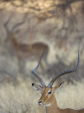 Two Impalas Amid Grass and Trees, Samburu National Reserve, Kenya Photographic Print by Arthur Morris