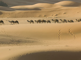 Camel Caravan on the Erg Chebbi Dunes, Merzouga, Tafilalt, Morocco Photographic Print by Walter Bibikow