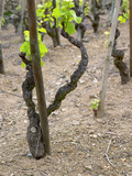 Vineyards in the Cote Rotie District, Ampuis, Rhone, France Photographic Print by Per Karlsson