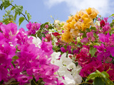 Bougainvillea, Cayman Brac, Cayman Islands, Caribbean Photographie par Greg Johnston