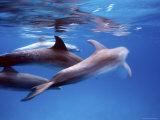 Atlantic Spotted Dolphins, Bimini, Bahamas Lámina fotográfica por Greg Johnston Atlantic Spotted Dolphins, Bimini, Bahamas Lámina fotográfica por Greg Johnston