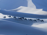 Camel Caravan on the Erg Chebbi Dunes, Merzouga, Tafilalt, Morocco Photographic Print by Walter Bibikow
