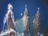 Atlantic Spotted Dolphins, Bimini, Bahamas Lámina fotográfica por Greg Johnston Atlantic Spotted Dolphins, Bimini, Bahamas Lámina fotográfica por Greg Johnston