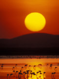 Flock of Lesser Flamingos Reflected in Water at Sunrise, Amboseli National Park, Kenya Photographie par Arthur Morris