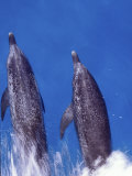 Atlantic Spotted Dolphins, Bimini, Bahamas Lámina fotográfica por Greg Johnston Atlantic Spotted Dolphins, Bimini, Bahamas Lámina fotográfica por Greg Johnston