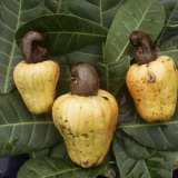 Cashew Nuts, Thailand Lámina fotográfica por Russell Gordon Cashew Nuts, Thailand Lámina fotográfica por Russell Gordon