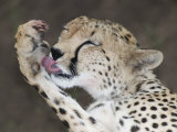 Detail of Adult Cheetah Licking Blood off Paw, Masai Mara, Kenya Lámina fotográfica por Arthur Morris