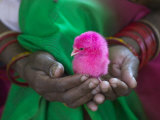 Woman and Chick Painted with Holy Color, Orissa, India Lámina fotográfica por Keren Su Woman and Chick Painted with Holy Color, Orissa, India Lámina fotográfica por Keren Su