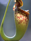 Pitcher Plant, Sarawak, Borneo, Malaysia Lámina fotográfica por Jay Sturdevant