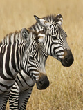 Zebras Herding in the Fields, Maasai Mara, Kenya Photographie par Joe Restuccia III