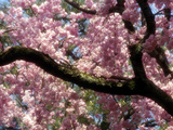 Cherry Blossom Tree in Bloom, Tokyo, Japan Photographic Print by Nancy & Steve Ross