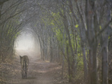 Bengal Tiger in the Forest, Ranthambore National Park, Rajasthan, India Photographic Print by Keren Su