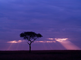 Sunrise, Maasai Mara, Kenya Photographic Print by Joe Restuccia III