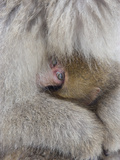 Snow Monkey Baby Peeking out from Mother's Arms, Jigokudani, Japan Photographic Print by Ellen Anon