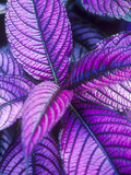 Tropical Foliage at Fond Deux Estate, St. Lucia, Caribbean Photographic Print by Greg Johnston