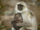 Black-Face Langur Mother and Baby, Ranthambore National Park, Rajasthan, India Photographic Print by Keren Su