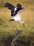 Yellow-Billed Stork Readying for Flight, Maasai Mara, Kenya Lámina fotográfica por Joe Restuccia III Yellow-Billed Stork Readying for Flight, Maasai Mara, Kenya Lámina fotográfica por Joe Restuccia III