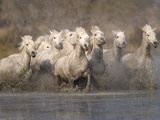 White Camargue Horses Running in Muddy Water, Provence, France Photographic Print by Jim Zuckerman