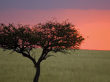 Morning Sunrise Behind a Tree in the Maasai Mara, Kenya Photographic Print by Joe Restuccia III