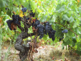 Ripe Grapes in the Vineyard, Domaine Pech-Redon, Coteaux Du Languedoc La Clape Photographie par Per Karlsson