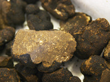 Truffles at La Truffe De Ventoux Truffle Farm, Vaucluse, Rhone, Provence, France Photographic Print by Per Karlsson