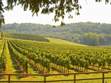 Vineyard and Valley with Forest, Chateau Carignan, Premieres Cotes De Bordeaux, France Photographic Print by Per Karlsson