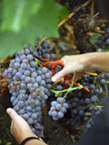 Vineyard Worker Harvesting Bunch of Grenache Noir Grapes, Collioure, Languedoc-Roussillon, France Photographic Print by Per Karlsson