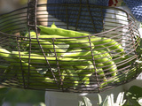 Green Beans in Vegetable Garden, Clos Des Iles, Le Brusc, Var, Cote d'Azur, France Photographic Print by Per Karlsson