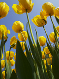 Tulips in Keukenhof Gardens, Amsterdam, Netherlands Photographic Print by Keren Su