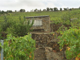 Stone Vineyard Hut for Tools, Vineyard Slopes of Collioure, Languedoc-Roussillon, France Lámina fotográfica por Per Karlsson