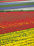Tulips in Keukenhof Gardens, Amsterdam, Netherlands Photographic Print by Keren Su