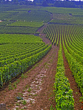 Vines in Grand Cru Vineyards, Romanee Conti and Richebourg Leading to La Romanee, Vosne Photographie par Per Karlsson