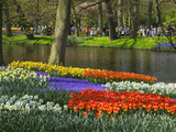 Tulips and Daffodils in Bloom in Keukenhof Gardens, Amsterdam, Netherlands Photographie par Keren Su