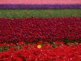 Tulips in Keukenhof Gardens, Amsterdam, Netherlands Photographic Print by Keren Su