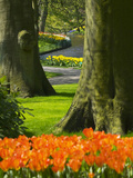 Tulips in Keukenhof Gardens, Amsterdam, Netherlands Photographie par Keren Su