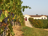 Vineyards, Petit Verdot Vines and Winery, Chateau De La Tour, Bordeaux, France Photographic Print by Per Karlsson