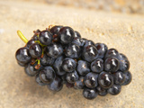 Gamay Grapes at Georges Duboeuf Winery, Romaneche-Thorins, Beaujolais, Bourgogne, France Photographie par Per Karlsson
