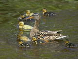 Mother Duck Leading Ducklings on the River in Keukenhof Gardens, Amsterdam, Netherlands Photographic Print by Keren Su