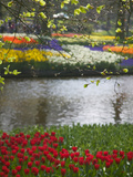 Tulips in Keukenhof Gardens, Amsterdam, Netherlands Photographie par Keren Su