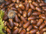 Oak Acorns, Truffiere De La Bergerie Truffles Farm, Ste Foy De Longas, Dordogne, France Lámina fotográfica por Per Karlsson Oak Acorns, Truffiere De La Bergerie Truffles Farm, Ste Foy De Longas, Dordogne, France Lámina fotográfica por Per Karlsson