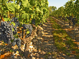 Cabernet Sauvignon Vines, Chateau Belgrave, Haut-Medoc, Grand Crus Classee, France Photographic Print by Per Karlsson