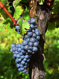 Merlot Grapes on Branch of a Vine, Bergerac, Bordeaux, Gironde, France Photographie par Per Karlsson
