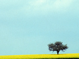 Lone Tree in Field of Rapeseed, Germany Photographic Print by Russell Gordon